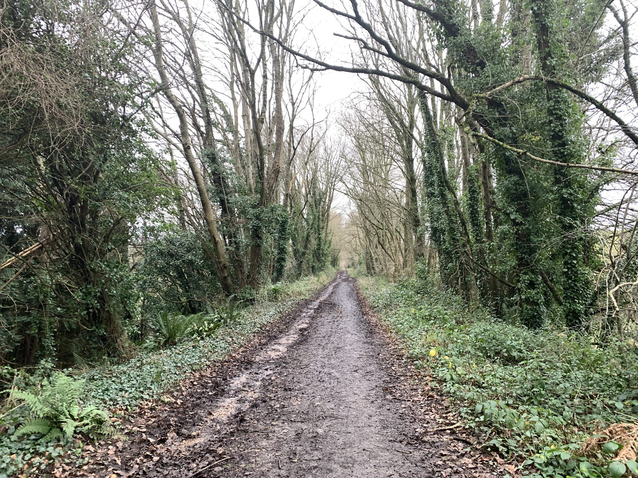 Walks Harpford Woods, Sidmouth See Stay Explore